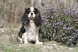 CAVALIER KING CHARLES 226
